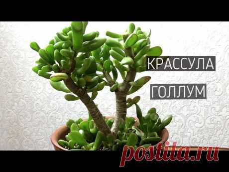ДЕНЕЖНОЕ ДЕРЕВО КРАССУЛА  ГОЛЛУМ. ОБРЕЗКА И ФОРМИРОВАНИЕ КРОНЫ.