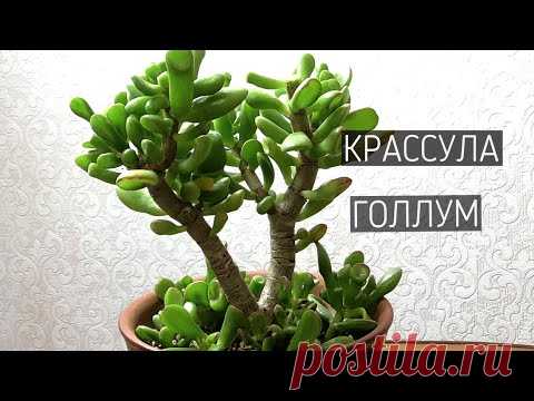 ДЕНЕЖНОЕ ДЕРЕВО КРАССУЛА  ГОЛЛУМ. ОБРЕЗКА И ФОРМИРОВАНИЕ КРОНЫ.