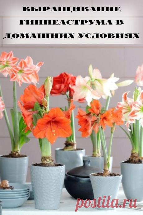 выращивание гиппеаструма в домашних условиях
