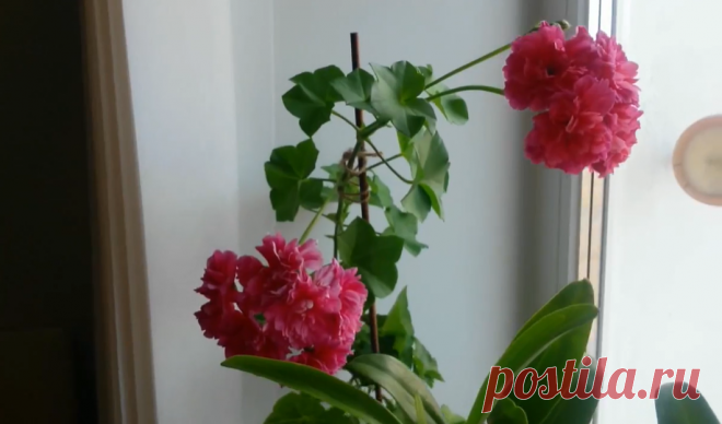 Теперь моя герань выглядит бесподобно на зависть соседям благодаря одному случайно подслушанному совету | ЦВЕТОЧНЫЕ ТЕХНОЛОГИИ | Яндекс Дзен