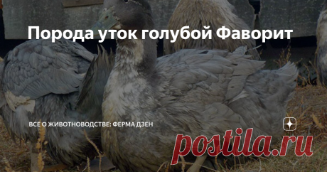 Порода уток голубой Фаворит Среди пород домашних уток в последнее время особенно становится популярной утка Фаворит или голубая. Эта разновидность выведена не так давно, но уже успела покорить сердца многих птицеводов. Порода ценится за высокую продуктивность, миролюбивый нрав, вкусное мясо, другие положительные качества. В статье подробно рассмотрим описание породы голубой Фаворит, выясним, какими свойствами птица обладает, узнаем, как и в каких условиях нужно ее выращива...