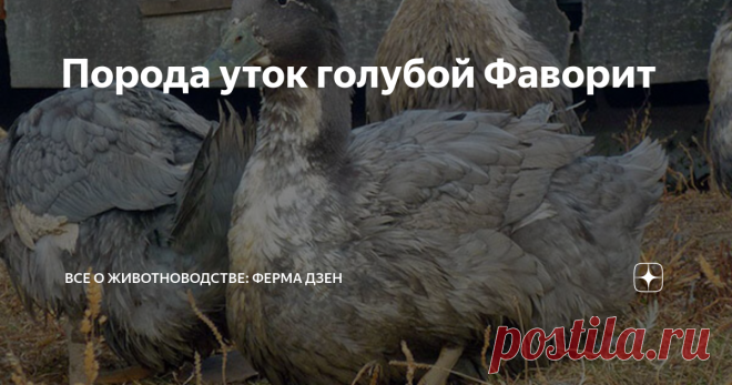 Порода уток голубой Фаворит Среди пород домашних уток в последнее время особенно становится популярной утка Фаворит или голубая. Эта разновидность выведена не так давно, но уже успела покорить сердца многих птицеводов. Порода ценится за высокую продуктивность, миролюбивый нрав, вкусное мясо, другие положительные качества. В статье подробно рассмотрим описание породы голубой Фаворит, выясним, какими свойствами птица обладает, узнаем, как и в каких условиях нужно ее выращива...