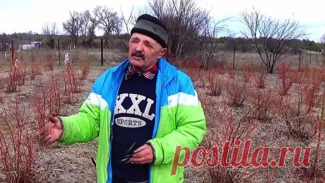 Как легко и просто мы размножаем голубику! Так сможет каждый!