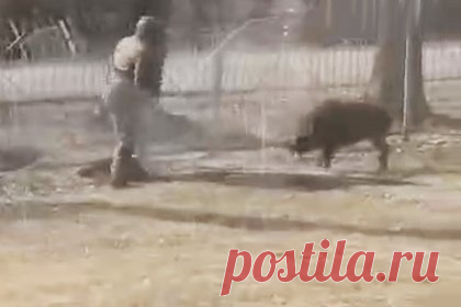 Схватку сторожа с диким зверем во дворе российской школы сняли на видео