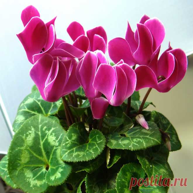 Комнатное растение Цикламен (Cyclamen). Название рода, включающего в себя около 15 видов, намекает на круглый клубень этих растений (греч. kyklos - "круг"). Цикламен - растение не столько нежное, сколько своеобразное. Он относится к числу тех немногих растений, которые цветут зимой, в "глухое" время года, когда почти все другие цветы находятся в состоянии покоя. Цветение цикламена продолжительно - с октября по март. Растение это ценно еще и тем, что очень долговечно.