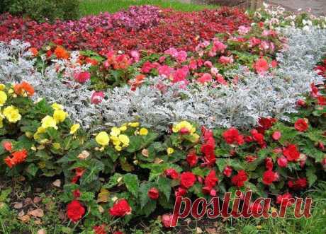 Высадка в грунт рассады однолетников