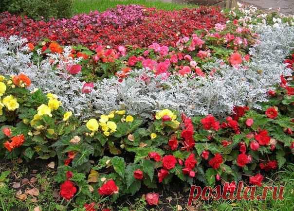 Высадка в грунт рассады однолетников