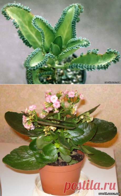 Каланхоэ. Kalanchoe - Каланхоэ &lt;!--if(Комнатные цветы и растения)--&gt;- Комнатные цветы и растения&lt;!--endif--&gt; - Каталог статей - Цветы и растения