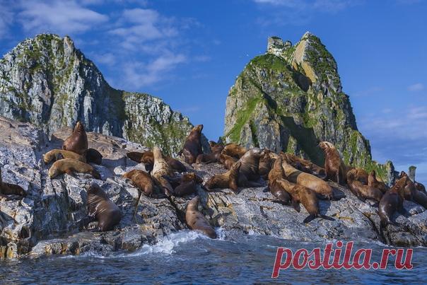 Лежбище сивучей в небольшом заливе между бухтами Русская и Лиственничная на юго-востоке Камчатского полуострова. Снимок сделала Юлия – nat-geo.ru/photo/user/353185/