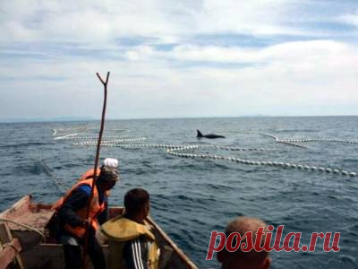 Вместе и рядом с нами. На Сахалине из рыбацких сетей спасена семья косаток - 10 Августа 2016 - Russia-Asia-Siberia