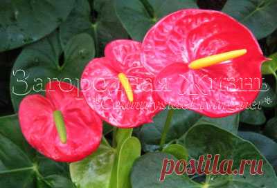 Цветок антуриум. Уход в домашних условиях. Фото антуриума. Anthurium