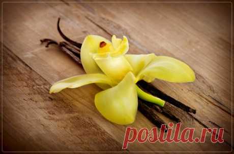 Ваниль - Портал «Домашний»