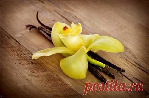 Ваниль - Портал «Домашний»