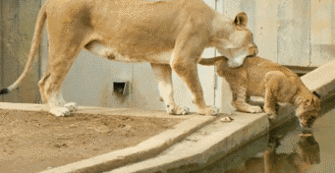 Популярное | Tumblr