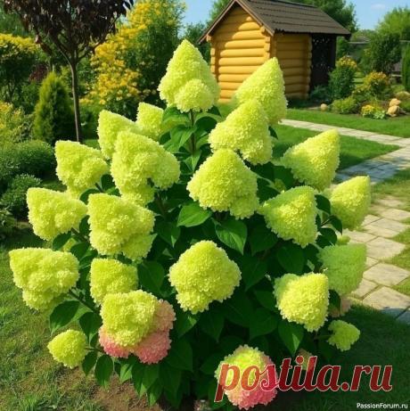 Дачникам. Гортензия будет радовать цветением, если...