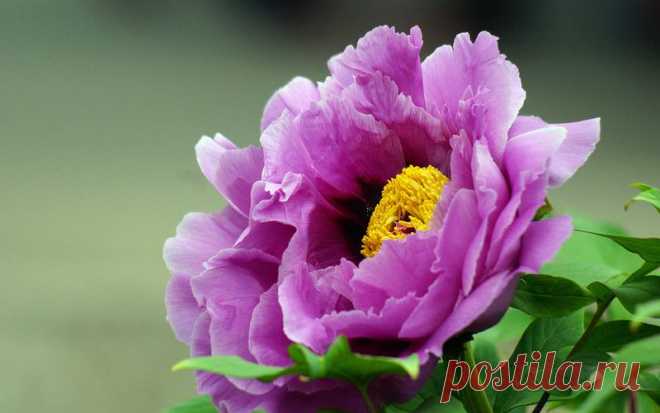 Очарование цветов/обои для творчества.