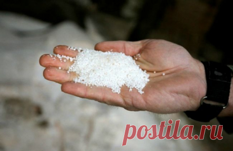 Технология правильной подкормки рассады томатов и перца