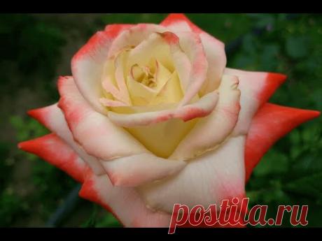 Чайно-гибридные розы. Обрезка весной (Hybrid Tea roses)