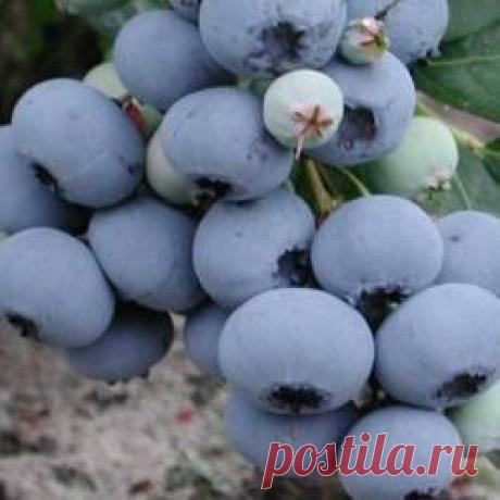 Голубика высокорослая Блюкроп - купить саженцы из питомника, цена в Нижнем Новгороде