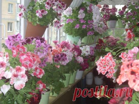 Королевские пеларгонии - хвастаемся безымянными растениями - Страница 3 - Форум цветоводов Фрау Флора