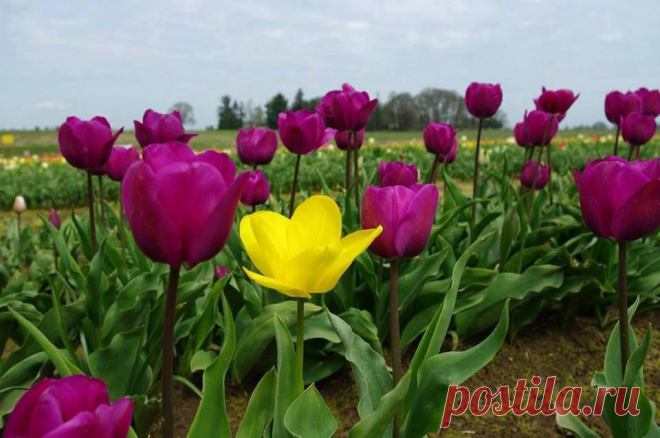 (1) Facebook