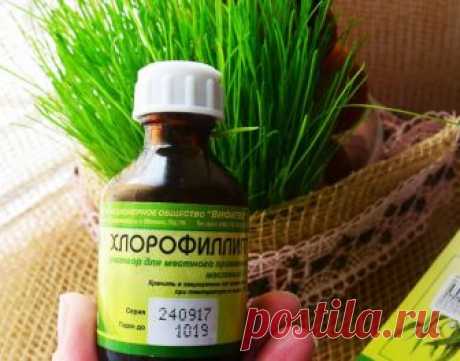 «Хлорофиллипт»: цена вопроса — копейки. 15 проверенных временем рецептов.
