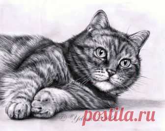 Рисуем кошку карандашом