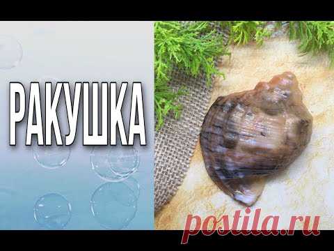Мыло «Ракушка»/Мыловарение/Soap