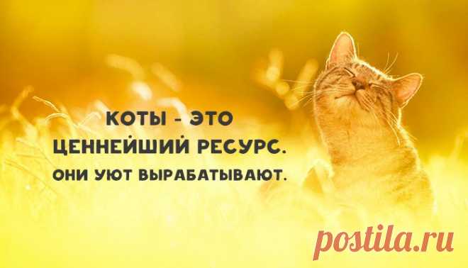 Я — кот, это — моя работа. Тяжелая, конечно, но кто-то должен ее делать.