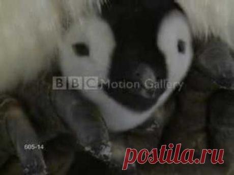 Живая Галерея ВВС. Малыши диких животных со своими мамами. Музыкальное видео | 5минутка