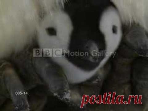 Живая Галерея ВВС. Малыши диких животных со своими мамами. Музыкальное видео | 5минутка