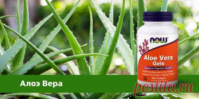 Алоэ Вера на сайте Айхерб 💚 Выбор 2021 в форме геля и капсул. Алоэ вера на Айхерб представлено в различных вариациях: гели, капсулы, пенки и т. д. Все средства отличаются натуральностью, производители гарантируют, что в них входит экстракт, полученный из листьев растения, выращенного без применения химикатов.