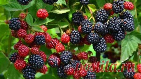 Варенье из ежевики на зиму: 4 простых рецепта — Дачный участок