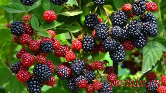 Варенье из ежевики на зиму: 4 простых рецепта — Дачный участок