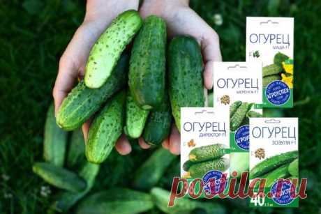 Обзор лучших гибридов огурцов от «Агроуспех»: Меренга, Зозуля, Маша, и Директор