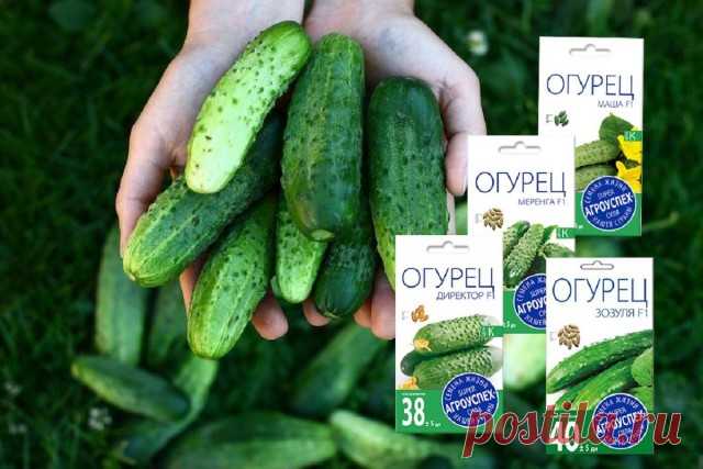 Обзор лучших гибридов огурцов от «Агроуспех»: Меренга, Зозуля, Маша, и Директор