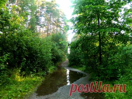 Челябинск. Городской бор