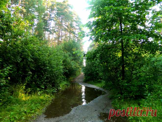 Челябинск. Городской бор