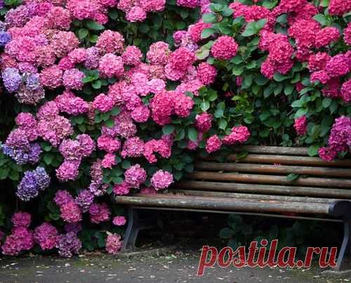 КУСТАРНИКИ, ЦВЕТУЩИЕ ВСЕ ЛЕТО