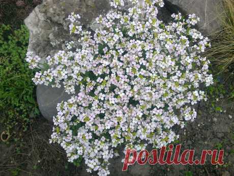 Арабис, резуха кавказская (Arabis caucasica)