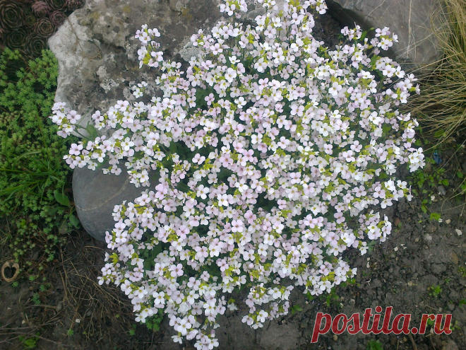 Арабис, резуха кавказская (Arabis caucasica)