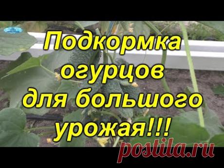 Огурцы- подкормка для БОЛЬШОГО урожая!
