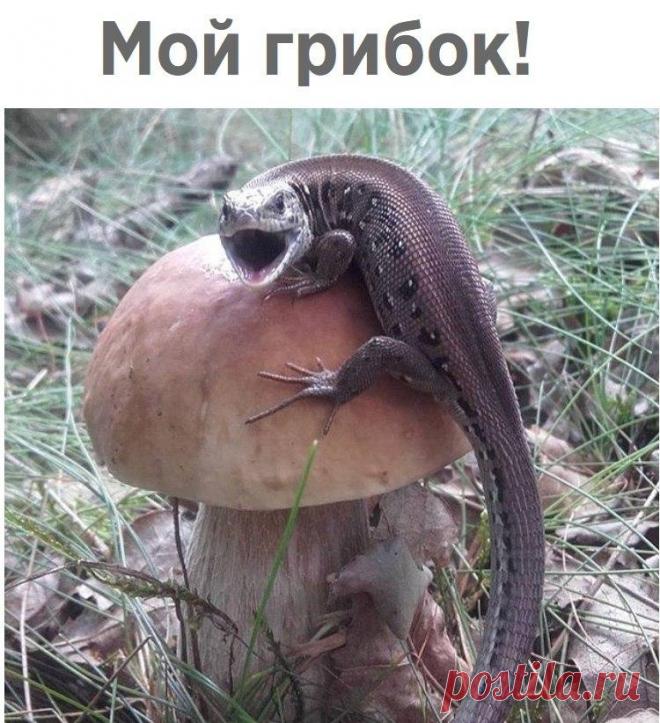 Без комментария