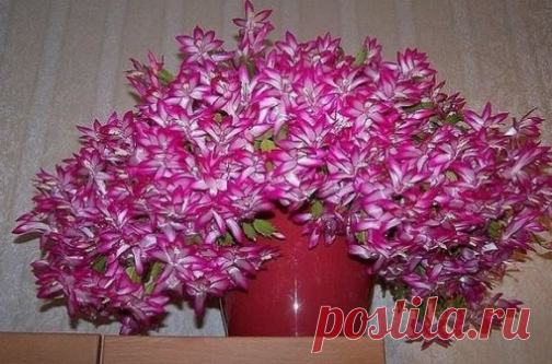 секрет цветения