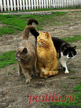 Эти забавные животные