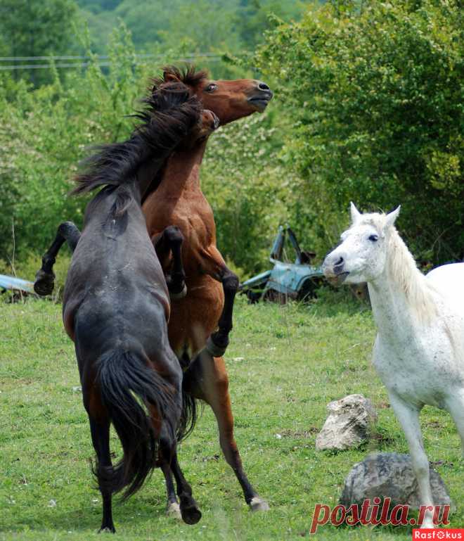 Фото: Борьба за место в сердце. Фотограф Виталий Богданович. Природа - Фотосайт Rasfokus.ru