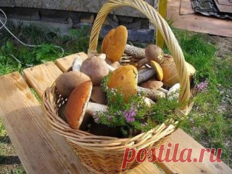 Вы хотите иметь свои грибы на вашей даче? Что сделать, чтобы они росли?
Готовится грибная "рассада" - просто. 
Берётся шляпка уже перезревшего гриба (белый или подберезовик). Перемалывается на обычной ручной мясорубке. Кладётся в бутыль с водой. Дальше идёт способ "пробуждения" спор грибов. "Чтобы пробудиться споре в природе - ей нужно пройти по кишечнику зайчика или ежика. Какая там на эту спору воздействует среда в этом кишечнике? Крайне агрессивная по отношению к пище - она, эта среда, пищу э