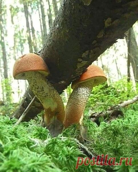 Лесные богатыри! ...  :)))