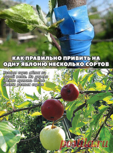 (47) Одноклассники