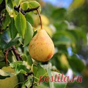 Карликовые груши – описания сортов с фотографиями | Садовод (Усадьба)